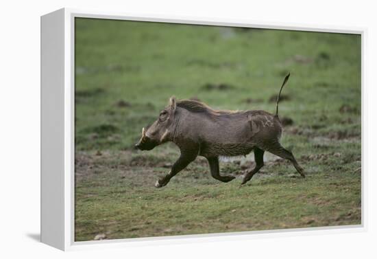 Warthog-DLILLC-Framed Premier Image Canvas