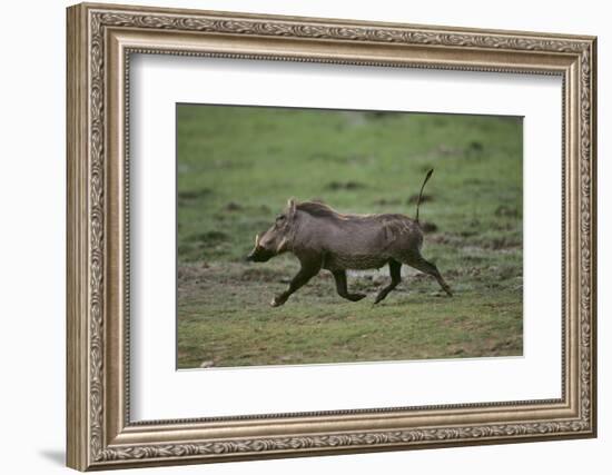 Warthog-DLILLC-Framed Photographic Print