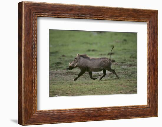 Warthog-DLILLC-Framed Photographic Print