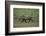 Warthog-DLILLC-Framed Photographic Print