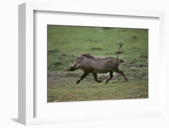 Warthog-DLILLC-Framed Photographic Print