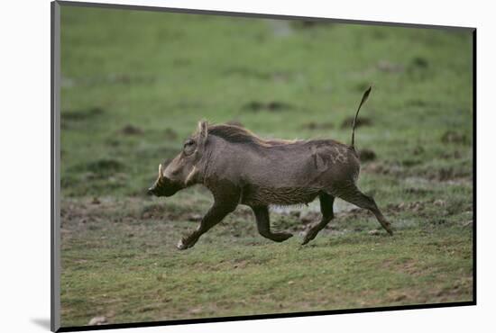 Warthog-DLILLC-Mounted Photographic Print