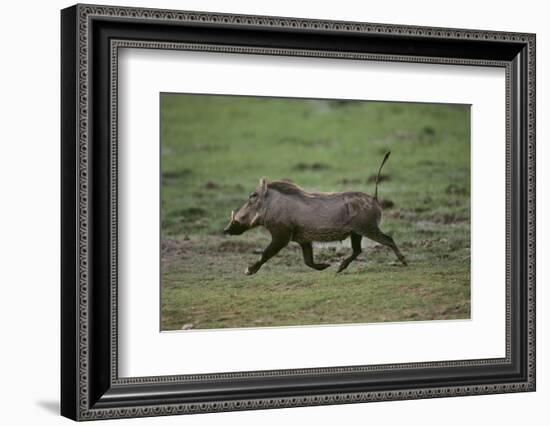 Warthog-DLILLC-Framed Photographic Print