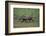 Warthog-DLILLC-Framed Photographic Print