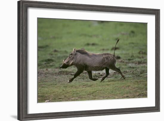 Warthog-DLILLC-Framed Photographic Print