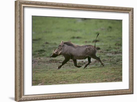 Warthog-DLILLC-Framed Photographic Print