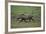 Warthog-DLILLC-Framed Photographic Print