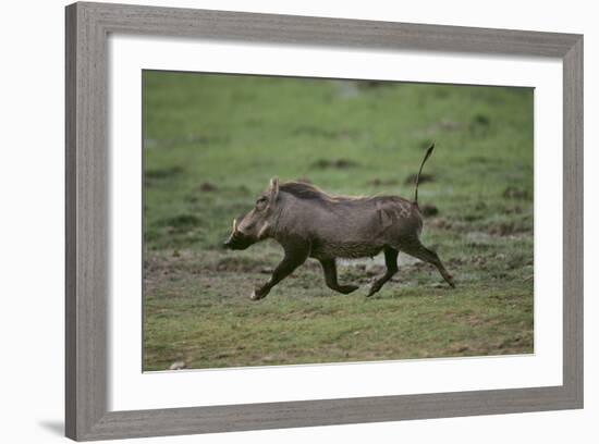 Warthog-DLILLC-Framed Photographic Print