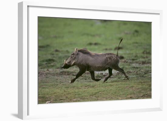 Warthog-DLILLC-Framed Photographic Print