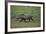 Warthog-DLILLC-Framed Photographic Print