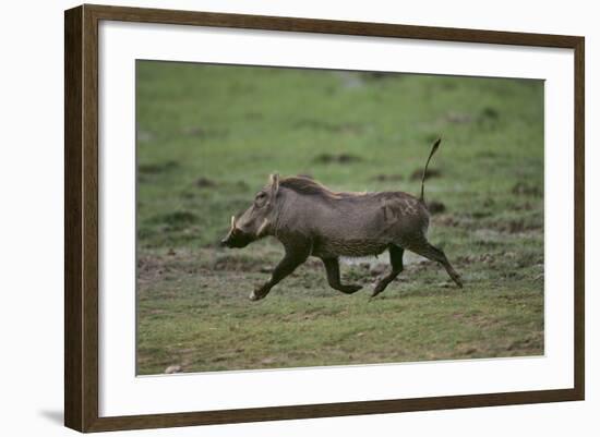 Warthog-DLILLC-Framed Photographic Print