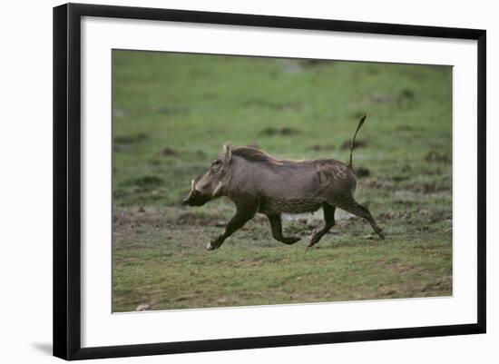 Warthog-DLILLC-Framed Photographic Print