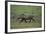 Warthog-DLILLC-Framed Photographic Print