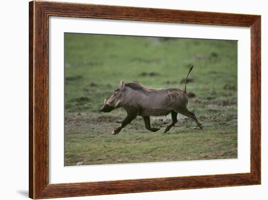 Warthog-DLILLC-Framed Photographic Print