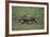 Warthog-DLILLC-Framed Photographic Print