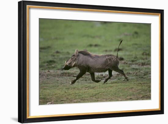 Warthog-DLILLC-Framed Photographic Print