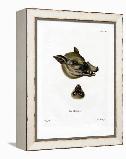 Warthog-null-Framed Premier Image Canvas