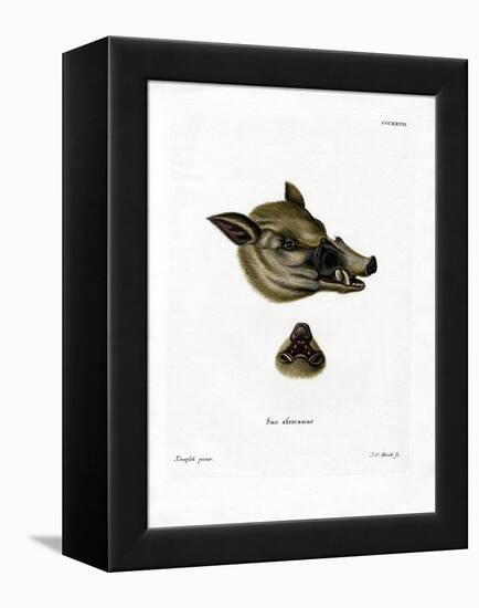 Warthog-null-Framed Premier Image Canvas