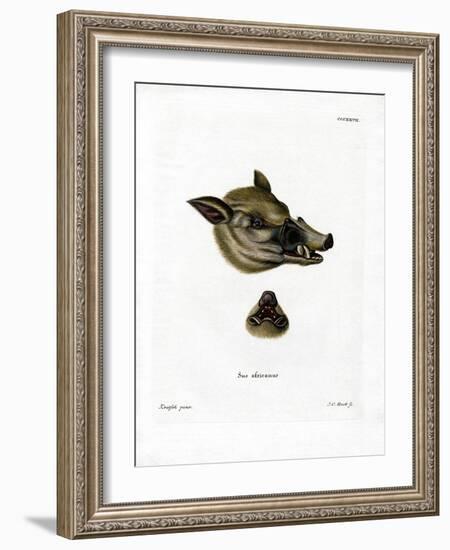 Warthog-null-Framed Giclee Print