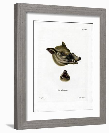 Warthog-null-Framed Giclee Print