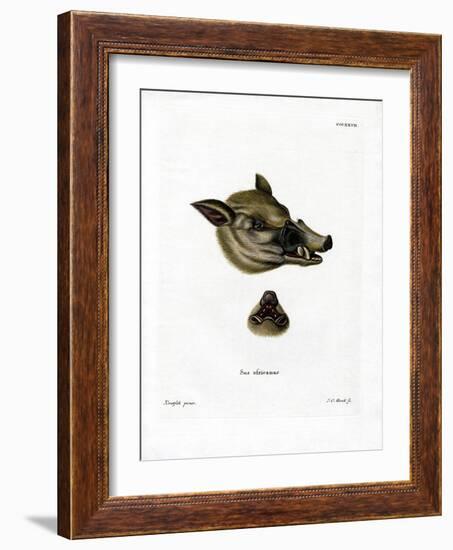 Warthog-null-Framed Giclee Print