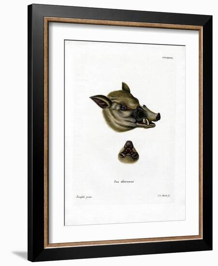 Warthog-null-Framed Giclee Print