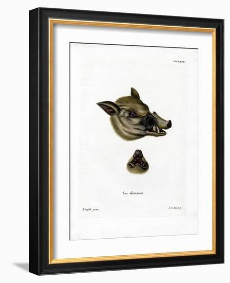 Warthog-null-Framed Giclee Print