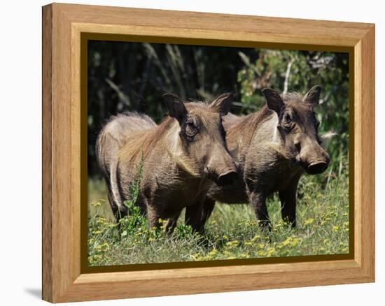 Warthogs (Phacochoerus Aethiopicus), Addo Elephant National Park, South Africa, Africa-James Hager-Framed Premier Image Canvas