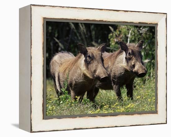 Warthogs (Phacochoerus Aethiopicus), Addo Elephant National Park, South Africa, Africa-James Hager-Framed Premier Image Canvas