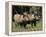 Warthogs (Phacochoerus Aethiopicus), Addo Elephant National Park, South Africa, Africa-James Hager-Framed Premier Image Canvas