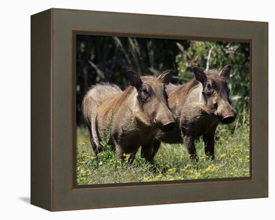 Warthogs (Phacochoerus Aethiopicus), Addo Elephant National Park, South Africa, Africa-James Hager-Framed Premier Image Canvas