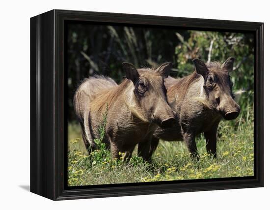 Warthogs (Phacochoerus Aethiopicus), Addo Elephant National Park, South Africa, Africa-James Hager-Framed Premier Image Canvas