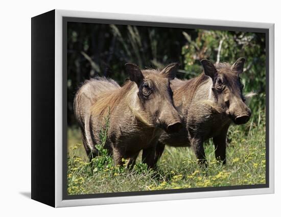 Warthogs (Phacochoerus Aethiopicus), Addo Elephant National Park, South Africa, Africa-James Hager-Framed Premier Image Canvas