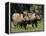Warthogs (Phacochoerus Aethiopicus), Addo Elephant National Park, South Africa, Africa-James Hager-Framed Premier Image Canvas