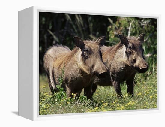 Warthogs (Phacochoerus Aethiopicus), Addo Elephant National Park, South Africa, Africa-James Hager-Framed Premier Image Canvas