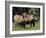 Warthogs (Phacochoerus Aethiopicus), Addo Elephant National Park, South Africa, Africa-James Hager-Framed Photographic Print