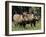 Warthogs (Phacochoerus Aethiopicus), Addo Elephant National Park, South Africa, Africa-James Hager-Framed Photographic Print