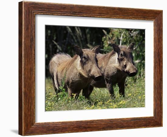 Warthogs (Phacochoerus Aethiopicus), Addo Elephant National Park, South Africa, Africa-James Hager-Framed Photographic Print