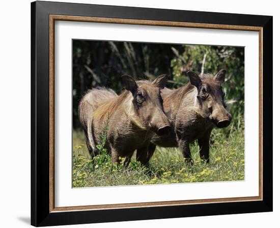 Warthogs (Phacochoerus Aethiopicus), Addo Elephant National Park, South Africa, Africa-James Hager-Framed Photographic Print