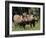 Warthogs (Phacochoerus Aethiopicus), Addo Elephant National Park, South Africa, Africa-James Hager-Framed Photographic Print