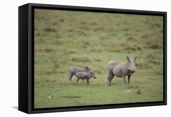 Warthogs-DLILLC-Framed Premier Image Canvas