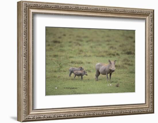 Warthogs-DLILLC-Framed Photographic Print