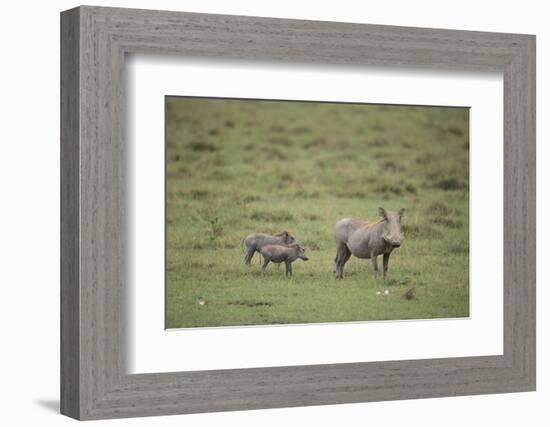 Warthogs-DLILLC-Framed Photographic Print