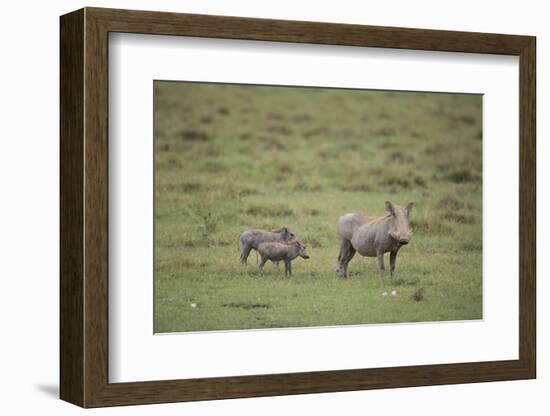 Warthogs-DLILLC-Framed Photographic Print