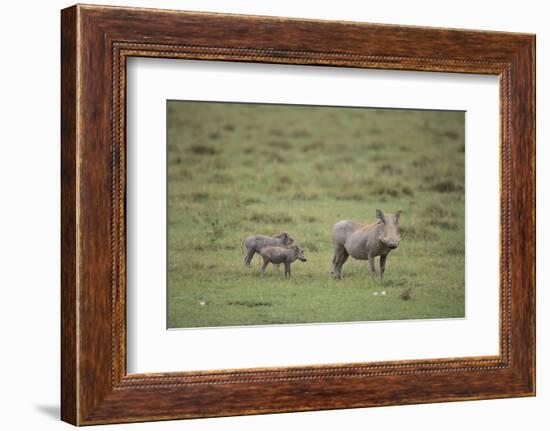 Warthogs-DLILLC-Framed Photographic Print