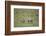 Warthogs-DLILLC-Framed Photographic Print