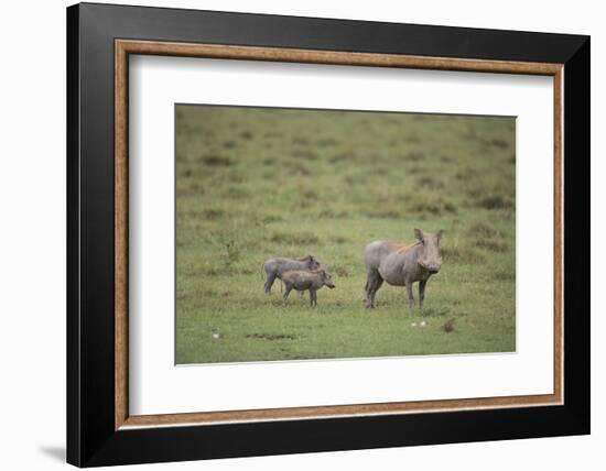 Warthogs-DLILLC-Framed Photographic Print