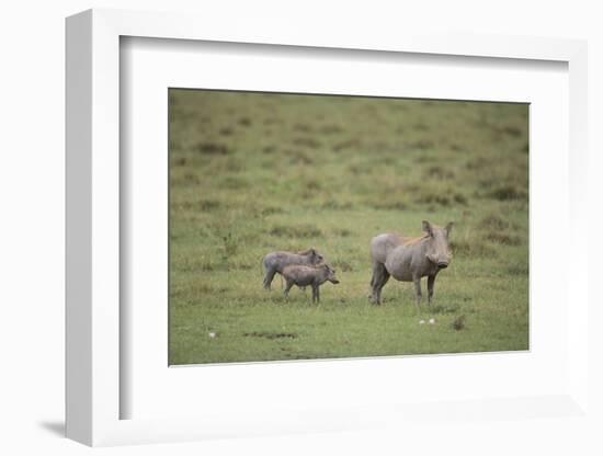 Warthogs-DLILLC-Framed Photographic Print