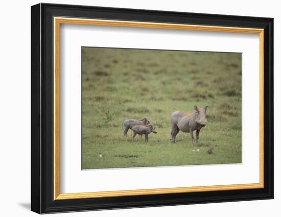 Warthogs-DLILLC-Framed Photographic Print