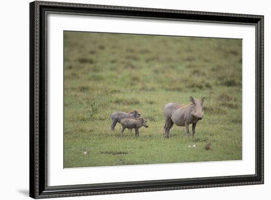 Warthogs-DLILLC-Framed Photographic Print